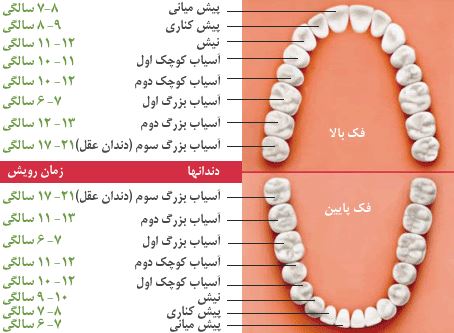 دندان دائمی